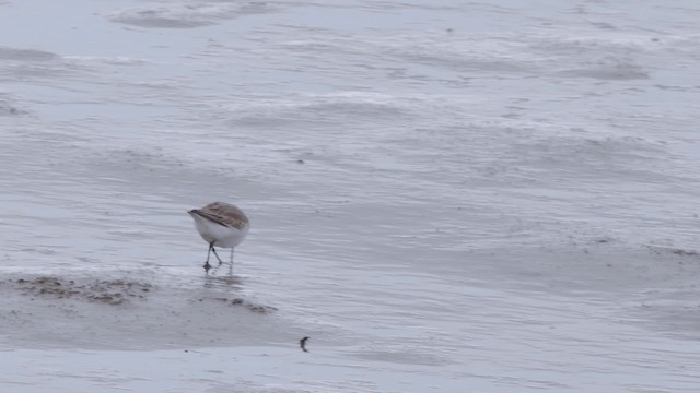 Dunlin (schinzii) - ML200841601