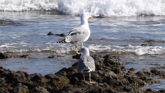 Yellow-legged Gull (atlantis) - ML200841661