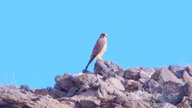 Eurasian Kestrel (Canary Is.) - ML200841721