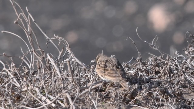 Mediterranean Short-toed Lark - ML200841741