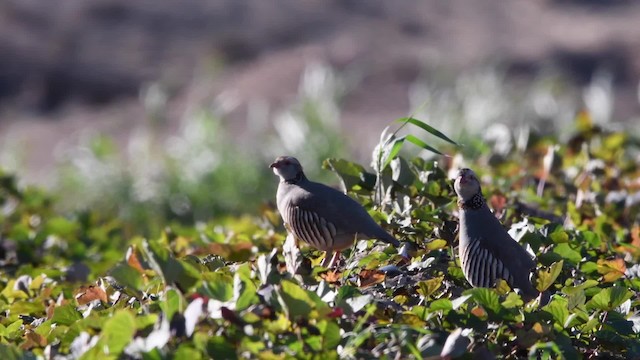 Barbary Partridge - ML200842001