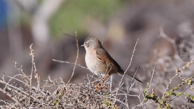 Curruca Tomillera - ML200842021