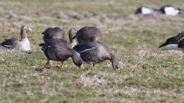 Greater White-fronted Goose (Eurasian) - ML200842051