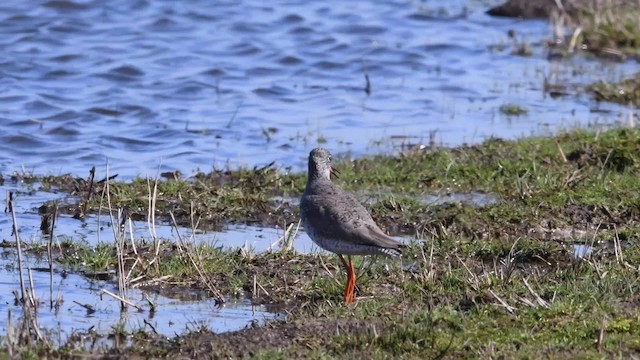 Common Redshank - ML200842091