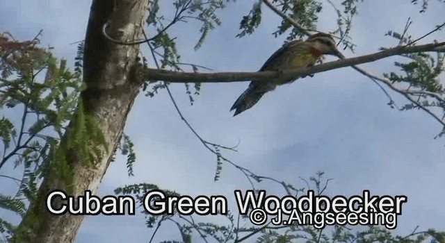 Cuban Green Woodpecker - ML200842111