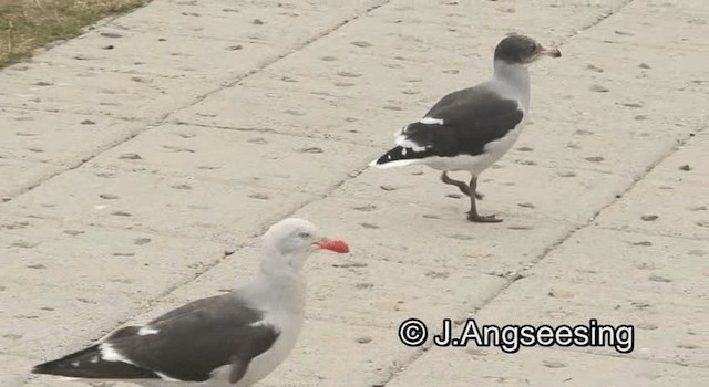 Dolphin Gull - ML200842121