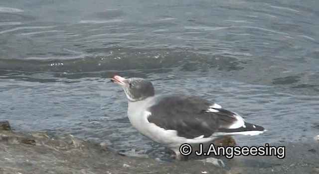 Dolphin Gull - ML200842131