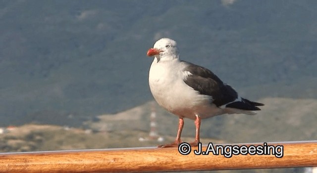 Dolphin Gull - ML200842161