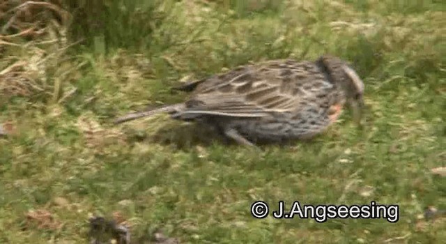 Long-tailed Meadowlark - ML200842251