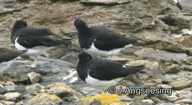 マゼランミヤコドリ - ML200842261