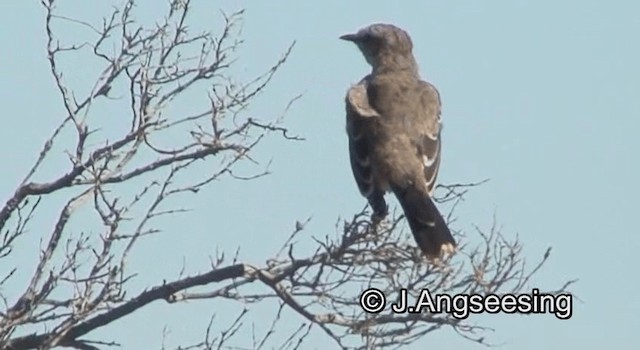 Patagonienspottdrossel - ML200842271