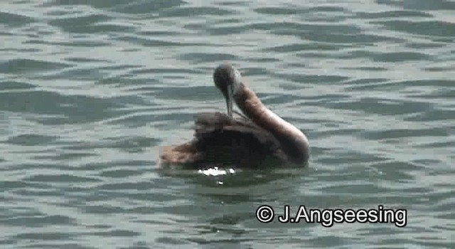 Great Grebe - ML200842361