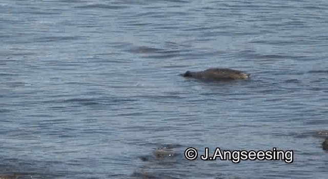 Great Grebe - ML200842371