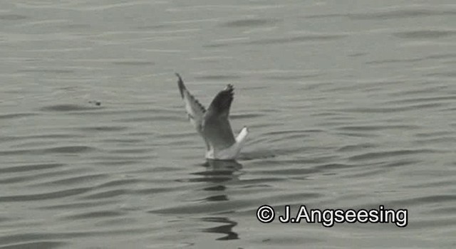 Mouette à tête grise - ML200842381