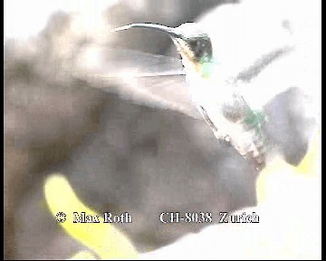 kolibřík lesklý - ML200842621