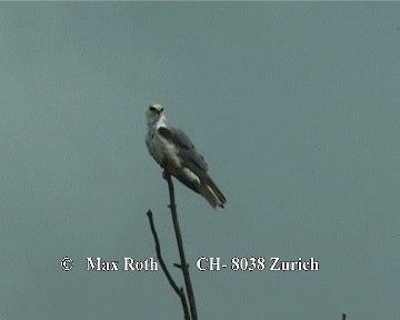 White-tailed Kite - ML200842791