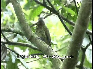 キンバネモリゲラ（rubiginosus グループ） - ML200842921