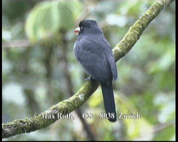 White-fronted Nunbird (Costa Rican) - ML200843011