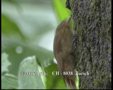 Wedge-billed Woodcreeper (pectoralis Group) - ML200843051