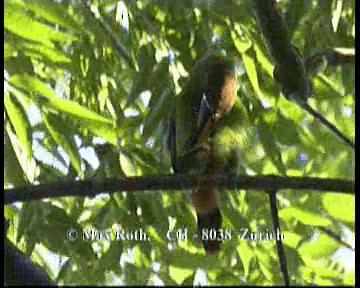 Toucanet émeraude (caeruleogularis) - ML200843071