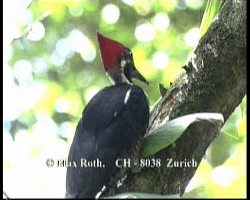 Lineated Woodpecker (Lineated) - ML200843131