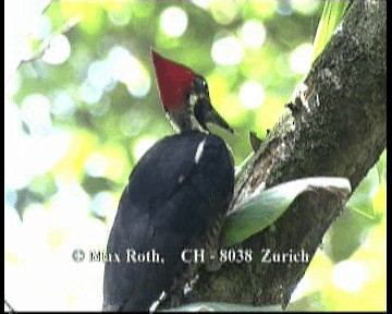 stripesvartspett (lineatus gr.) - ML200843131