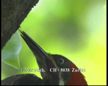 stripesvartspett (lineatus gr.) - ML200843141