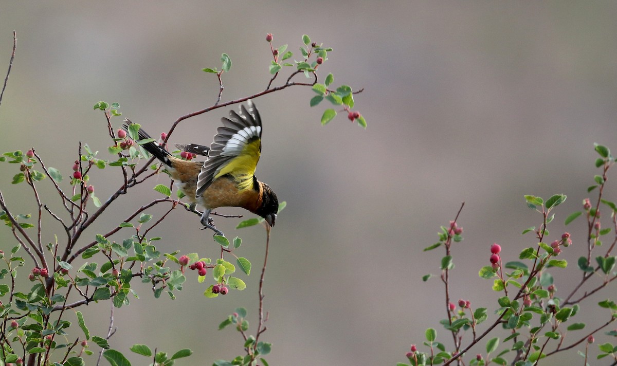 Black-headed Grosbeak - Jay McGowan