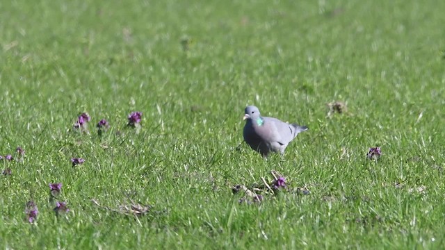 Stock Dove - ML200843831