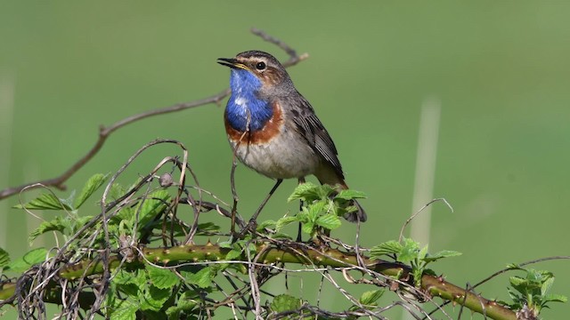 Bluethroat (White-spotted) - ML200843891