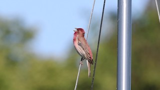  - Common Rosefinch