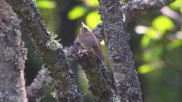 River Warbler - ML200843941