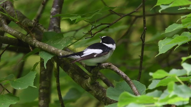 Collared Flycatcher - ML200844021