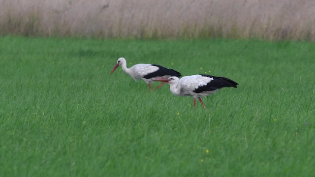 White Stork - ML200844281