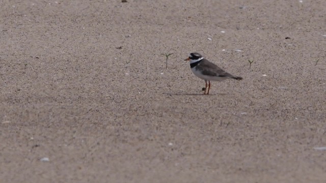 Common Ringed Plover - ML200844331