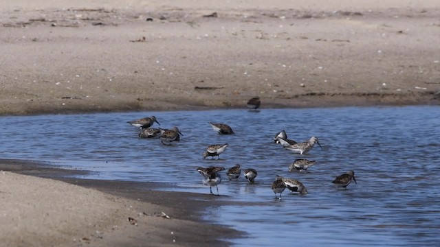 Dunlin (schinzii) - ML200844351