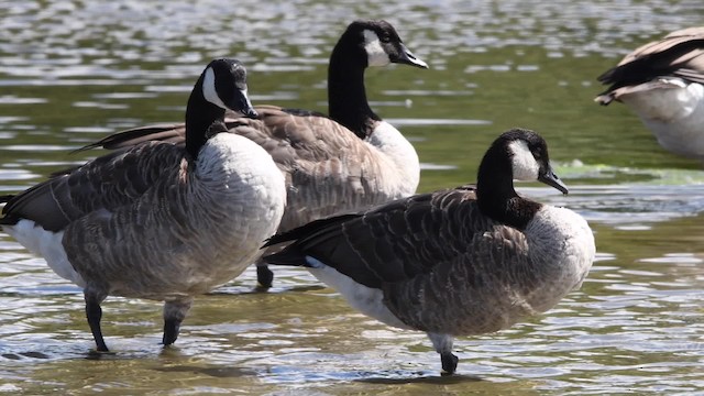 Kanadako branta (canadensis Taldekoa) - ML200844581