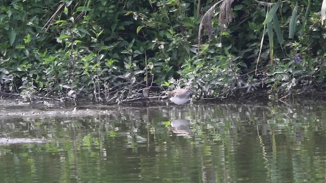 Green Sandpiper - ML200844601