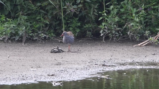 Water Rail - ML200844611