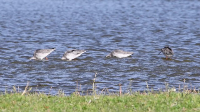 Common Redshank - ML200844661