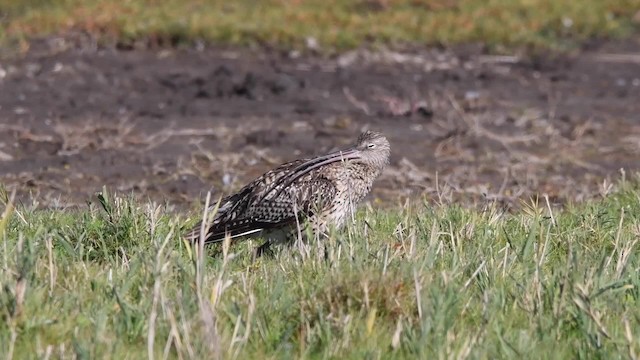 Eurasian Curlew - ML200844681