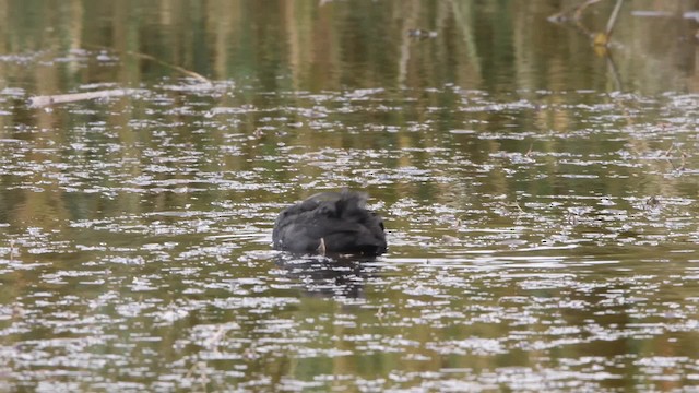 Халзан түнжүүр - ML200844711