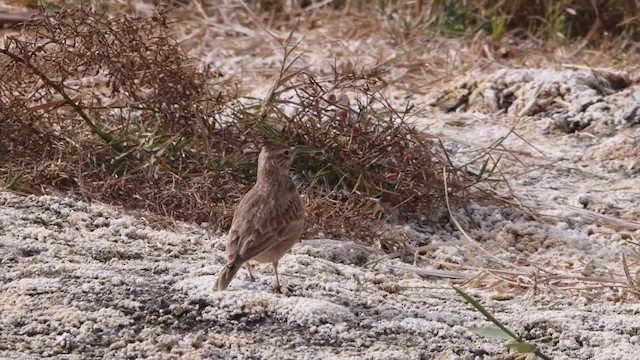 Согсоот болжмор - ML200844721