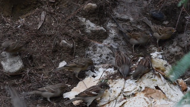 Оронгийн бор шувуу - ML200844751