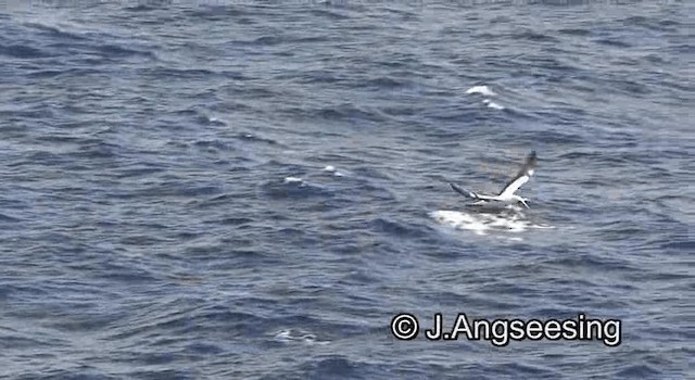 Masked Booby - ML200844841