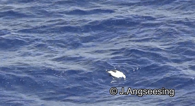 Masked Booby - ML200844861