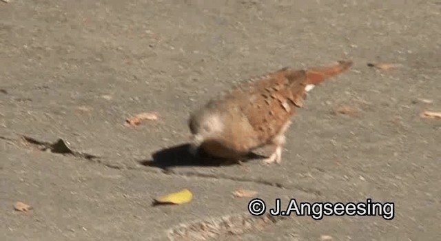 Ruddy Ground Dove - ML200844921