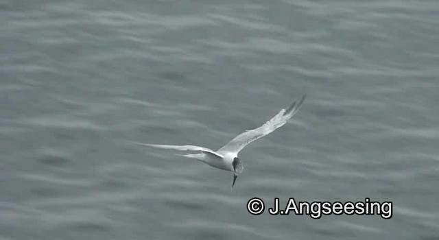 Sandwich Tern (Eurasian) - ML200844941