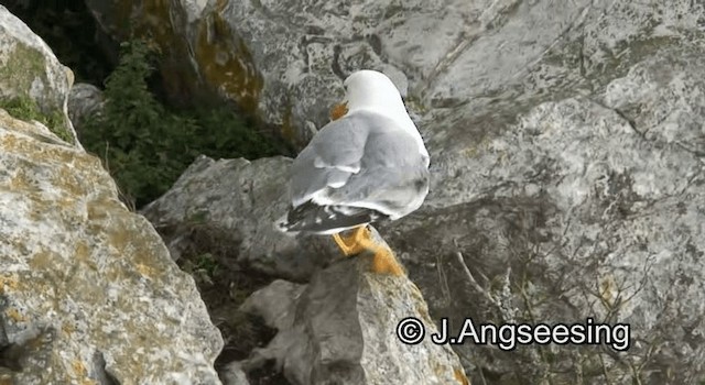 Yellow-legged Gull (michahellis) - ML200844971