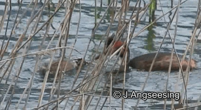 Great Crested Grebe - ML200845091